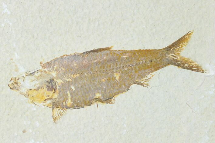Fossil Fish (Knightia) - Wyoming #149842